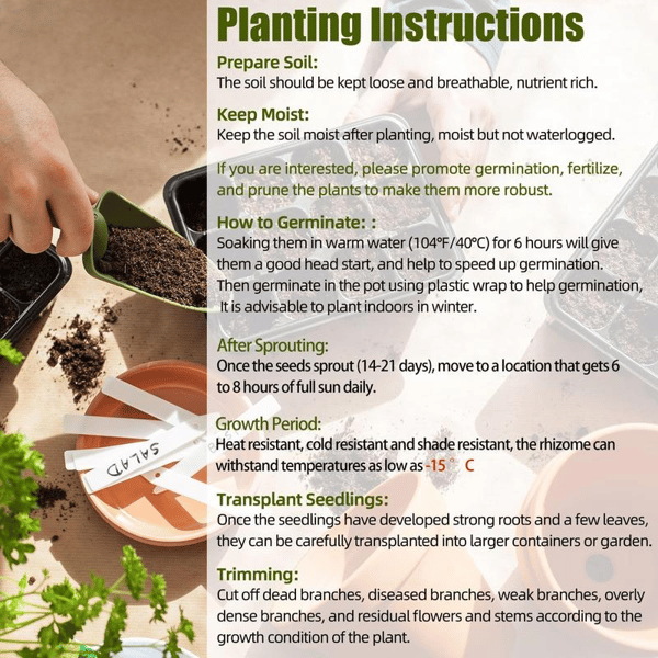 🔥Big Promotion 50% OFF🍃Rare Hosta seeds, ideal for perennial shade garden ornamental foliage, suitable for outdoor landscaping🌿