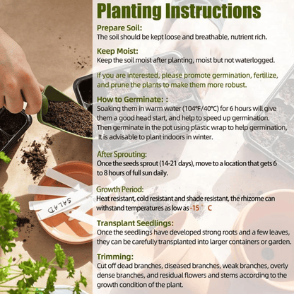 🔥Big Promotion 50% OFF🍃Rare Hosta seeds, ideal for perennial shade garden ornamental foliage, suitable for outdoor landscaping🌿