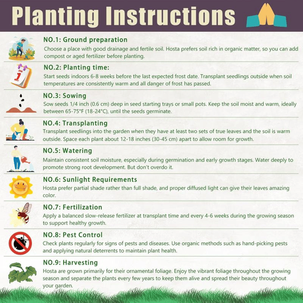 🔥Big Promotion 50% OFF🍃Rare Hosta seeds, ideal for perennial shade garden ornamental foliage, suitable for outdoor landscaping🌿