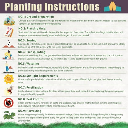 🔥Big Promotion 50% OFF🍃Rare Hosta seeds, ideal for perennial shade garden ornamental foliage, suitable for outdoor landscaping🌿