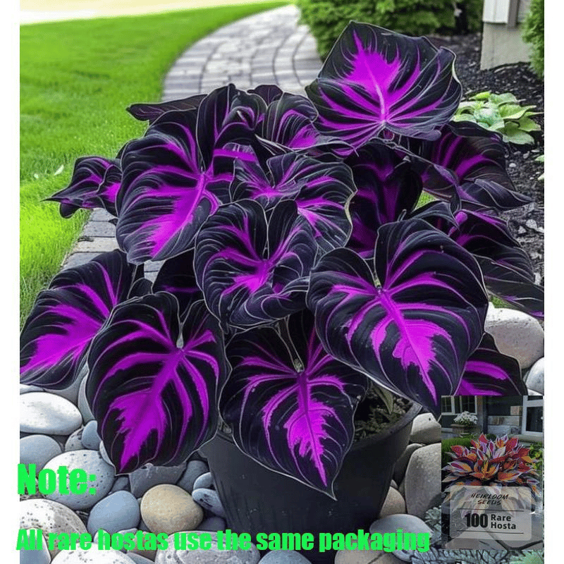 🔥Big Promotion 50% OFF🍃Rare Hosta seeds, ideal for perennial shade garden ornamental foliage, suitable for outdoor landscaping🌿