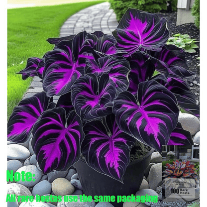 🔥Big Promotion 50% OFF🍃Rare Hosta seeds, ideal for perennial shade garden ornamental foliage, suitable for outdoor landscaping🌿