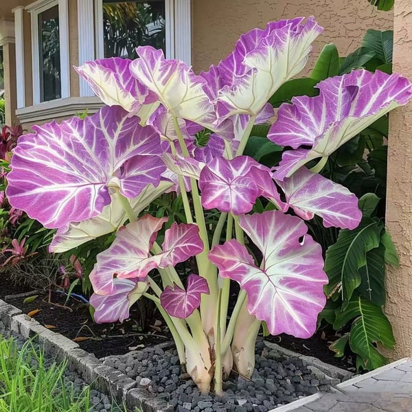🔥Big Promotion 50% OFF🍃Rare Hosta seeds, ideal for perennial shade garden ornamental foliage, suitable for outdoor landscaping🌿